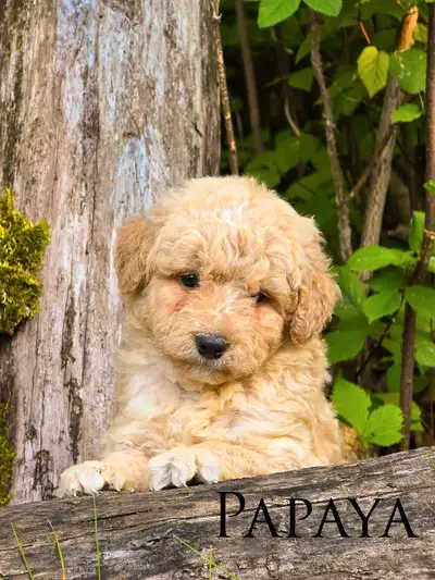 Mini Bernedoodle Puppies, View more