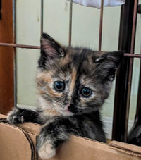 Maine coon Calico mix kittens 