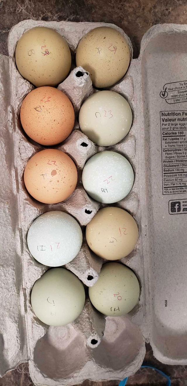 Multi coloured hatching eggs!  in Livestock in Hamilton - Image 2