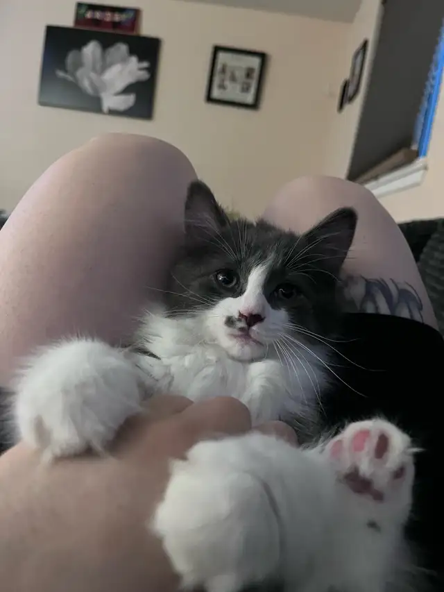 last ragdoll kitten in Cats & Kittens for Rehoming in City of Toronto - Image 4