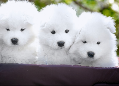 GORGEOUS SAMOYED PUPPIES READY JUST AFTER CHRISTMAS 2025, View more