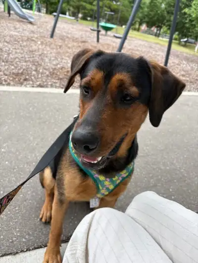 Dog for rehoming, View more