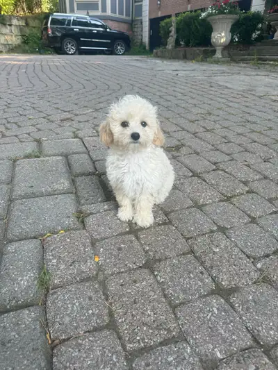 Toy Poodle/Shihpoo , View more