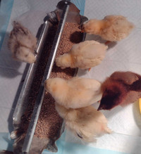 Chicks 6 for $50 