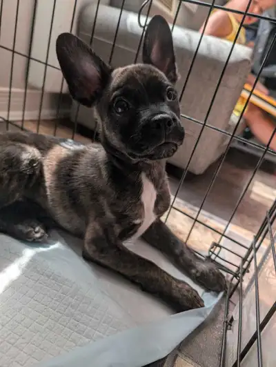 chiot frenchton, View more