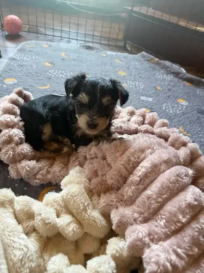 MORKIE/MALSHI PUPPIES ARE HERE!!!!, View more