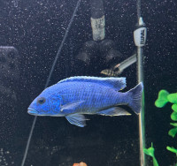 Blue African Cichlid