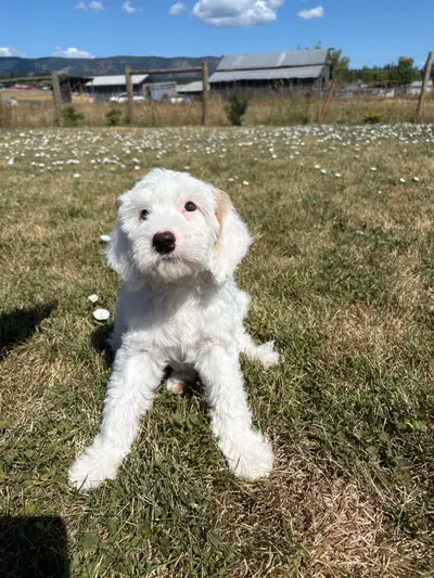 Last puppy available! Male, ready to go!! Well started with potty training, and kennel training. Ver...