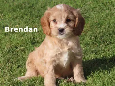 Stunningly, beautiful cavapoo puppies looking for new homes Good looks great personalities, friendly...