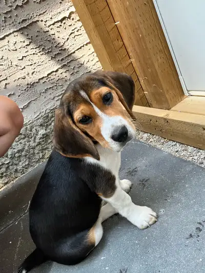 Beagle puppy 12 weeks today born March 24th 2025. Has his first shots and deworming. He’s friendly w...