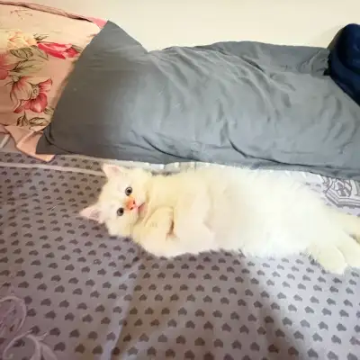 ragdoll kitten, View more