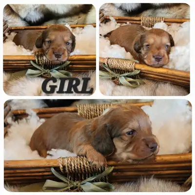 GORGEOUS MINIATURE DACHSHUND/ KING CHARLES SPANIEL PUPPIES, View more