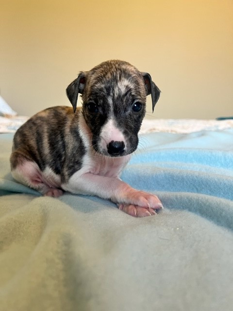 Whippets | Dogs & Puppies for Rehoming | North Shore | Kijiji