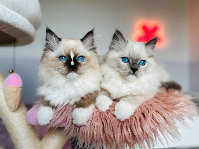 Chatons❤️Ragdoll ( pure race )❤️Scottish straights (pure race)❤️ dans Chats et chatons à adopter  à Laval/Rive Nord - Image 3