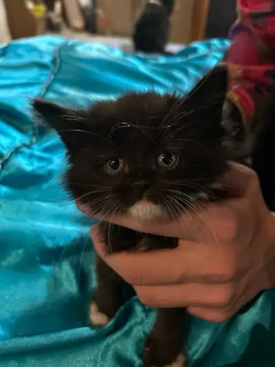 kitten for sale, View more