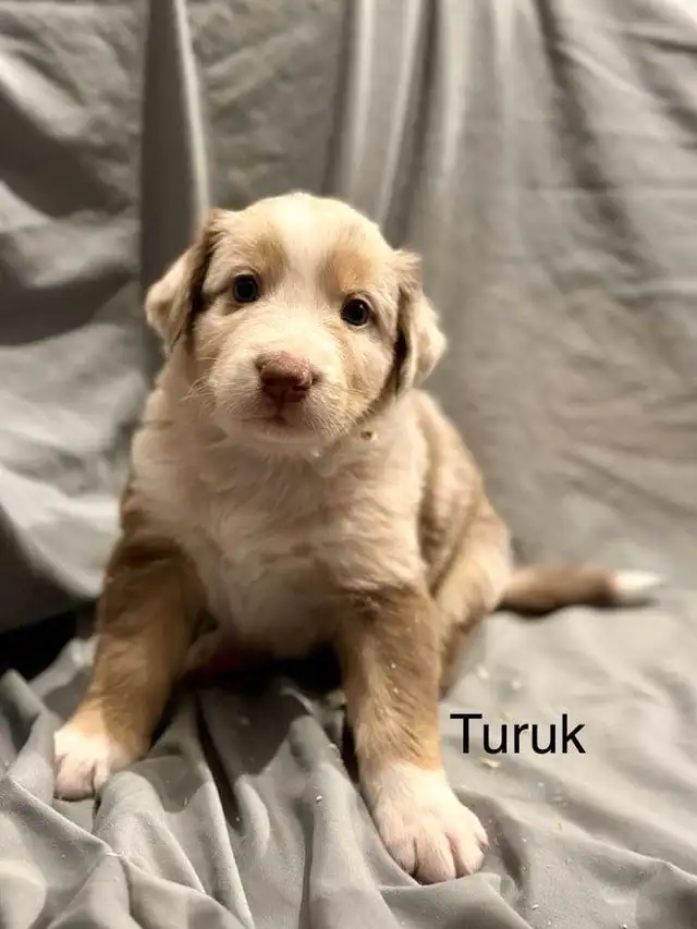 berger australien rouge merle in Dogs & Puppies for Rehoming in Longueuil / South Shore - Image 6