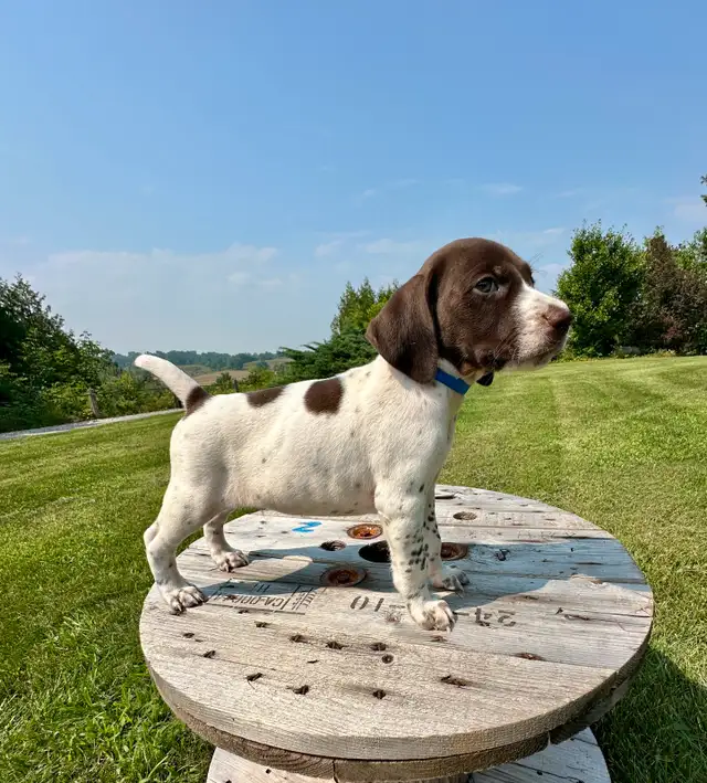 German Shorthair Pointer Puppies in Dogs & Puppies for Rehoming in London - Image 10