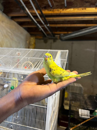 Australian/American budgie babies available for $30 each