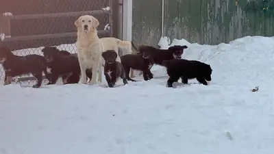 1 Male left -Golden Retriever/ lab (Goldador) puppies, View more