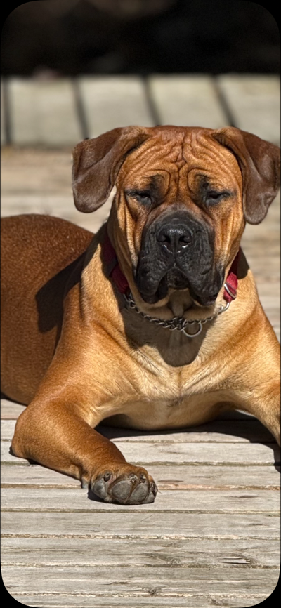 Mastiff for Sale, View more