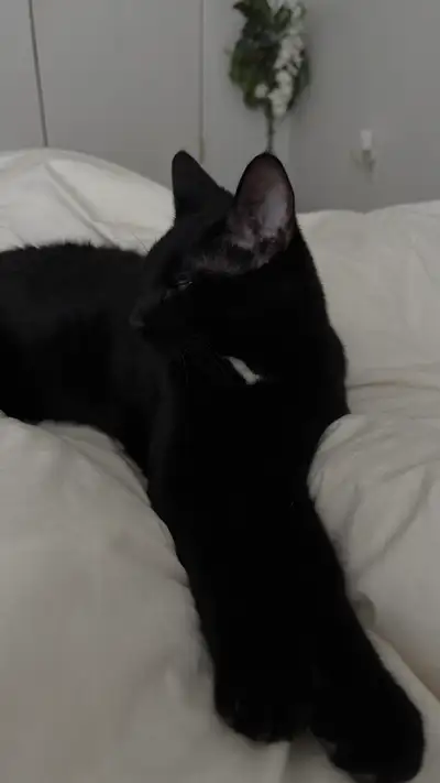 Free cat , View more