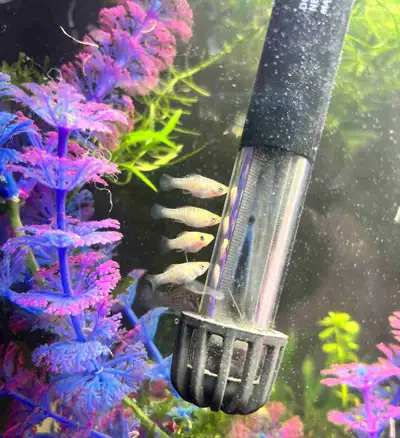 Guppies and balloon mollies, View more
