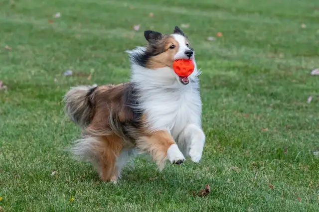 Loving and Reliable Pet Sitting & Dog Walking Services in Ottawa in Animal & Pet Services in Ottawa - Image 4