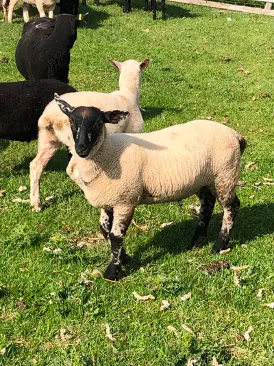 Lambs for sale, View more