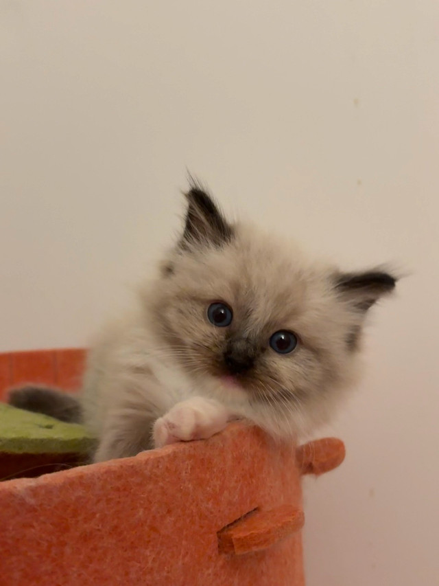 Beautiful kittens available for rehoming! in Cats & Kittens for Rehoming in Ottawa - Image 4