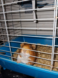 Male guinea pig for sale with cage 