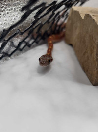 Young Corn snake