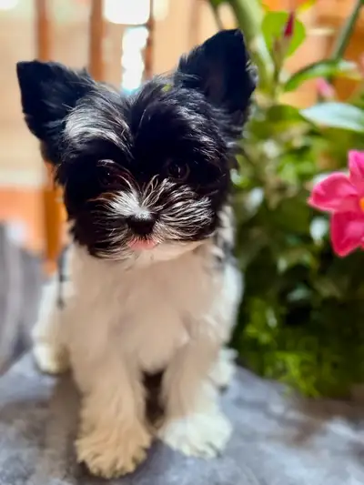 Meet our adorable Yorkshire Terrier/ Biewer puppies, looking to find their forever homes! These litt...
