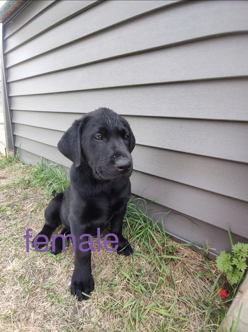 Black lab Dogs & Puppies for Rehoming Calgary Kijiji