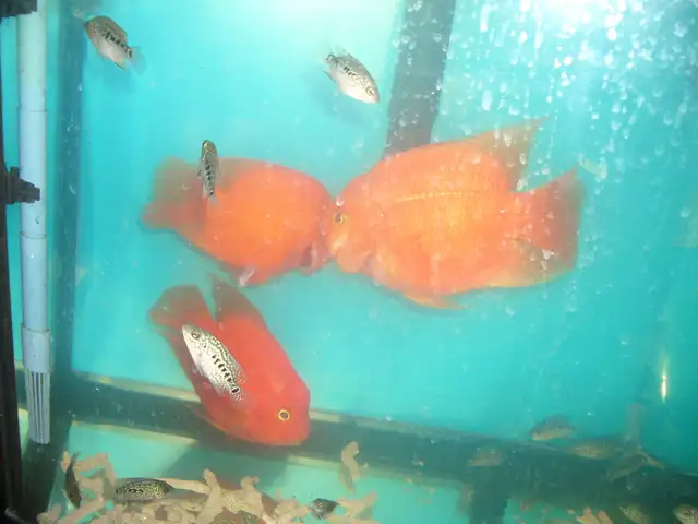 FOR SALE LARGE RED KING KONG PARROT FISH $60 EACH in Accessories in City of Toronto - Image 4