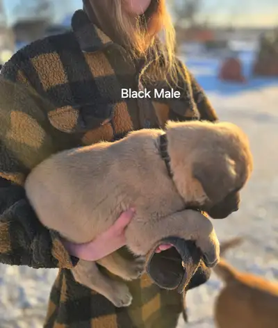 **PRICE REDUCE**Kengal bullmastiff mix, View more