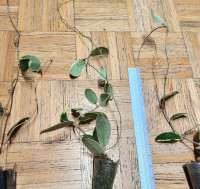 Hoya albo acuta and incrassata plants for sale