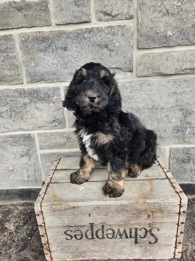mini Bernedoodle in Dogs & Puppies for Rehoming in Stratford - Image 5