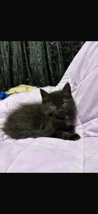 Ragdoll / Main coon Kittens *, View more