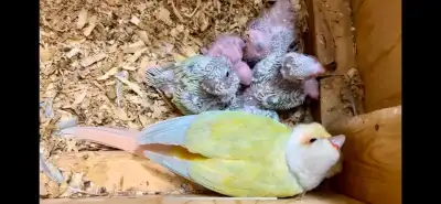 Rare Baby Mooncheek Conures (Turquoise Dilute) Parrots Available, View more