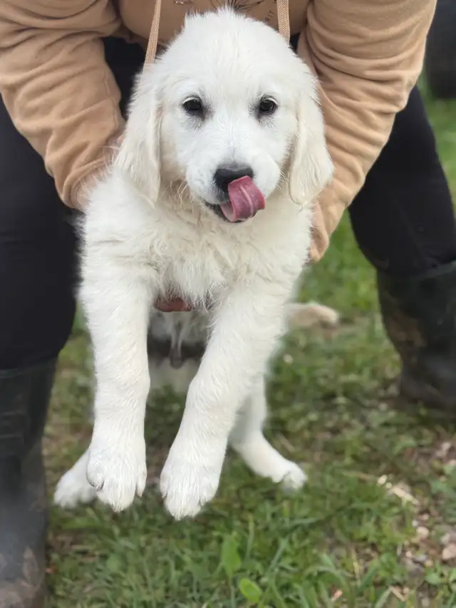 English Cream Golden Retriever Puppies CKC registered in Dogs & Puppies for Rehoming in Oakville / Halton Region - Image 11