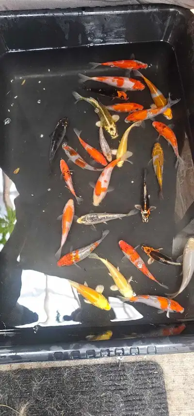Japanese koi mixed variety From ozumi Ikarashi koi farm, extremely nice tosai. Ive brought Ikarashi...