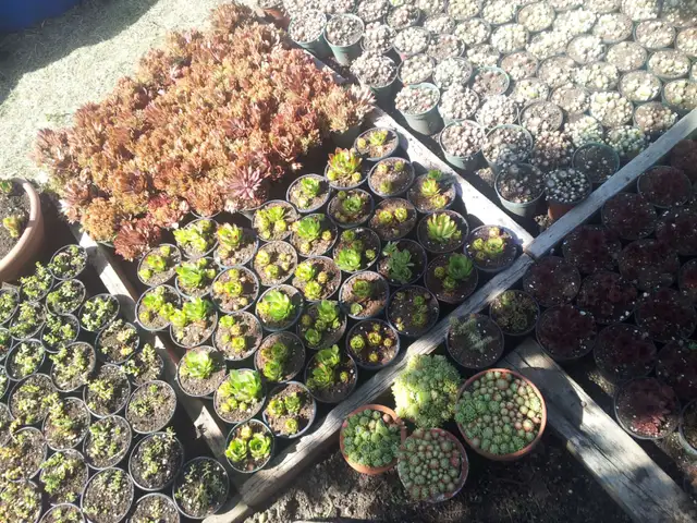 Succulents For Sale $3.5062864360553218123