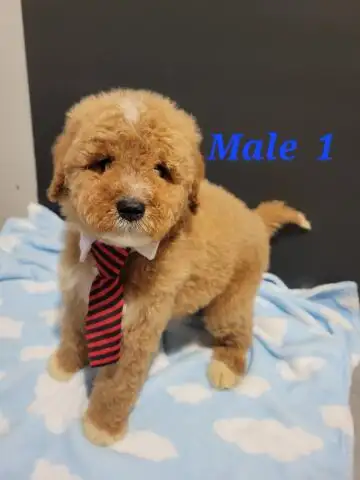 MY SWEET PUPPIES ARE LOOKING FOR THERE FUREVER FAMILY THEY ARE VET CHECKED AND HAVE THERE FIRST SET...