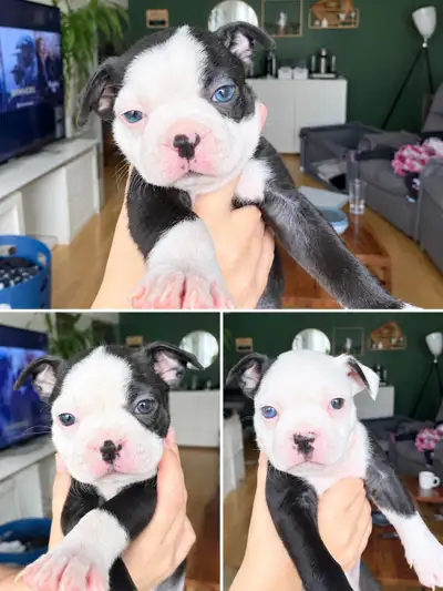 Boston terrier pour adoption, View more