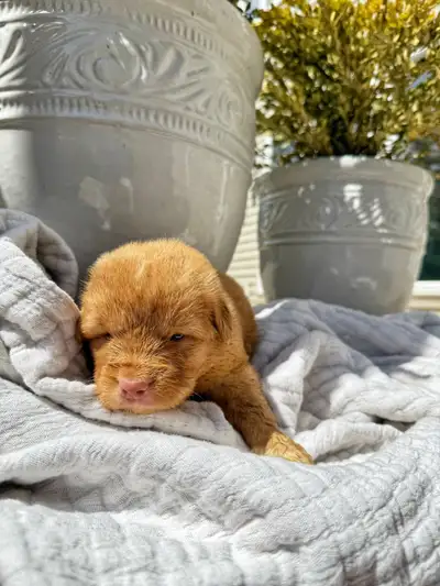 PUREBRED TOLLER PUPPIES (NSDTR), View more