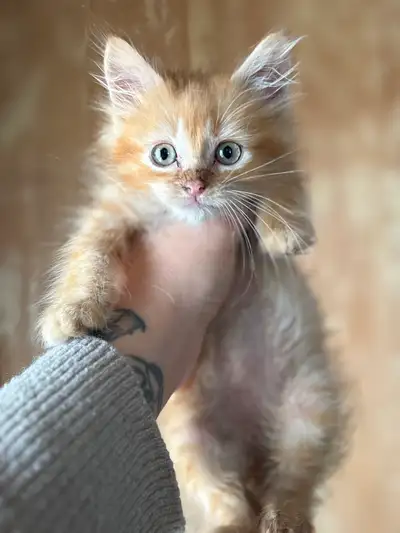 chatons 2 mois, View more