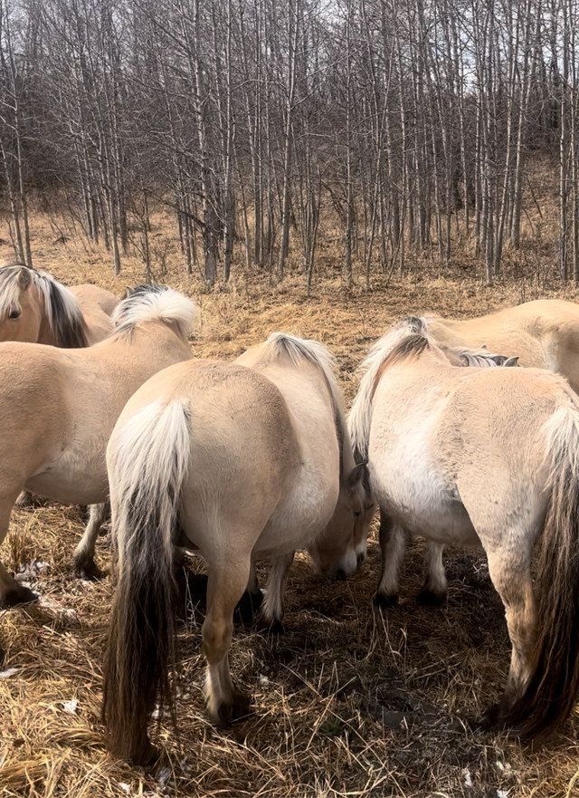 Fjord Mares  in Horses & Ponies for Rehoming in Edmonton