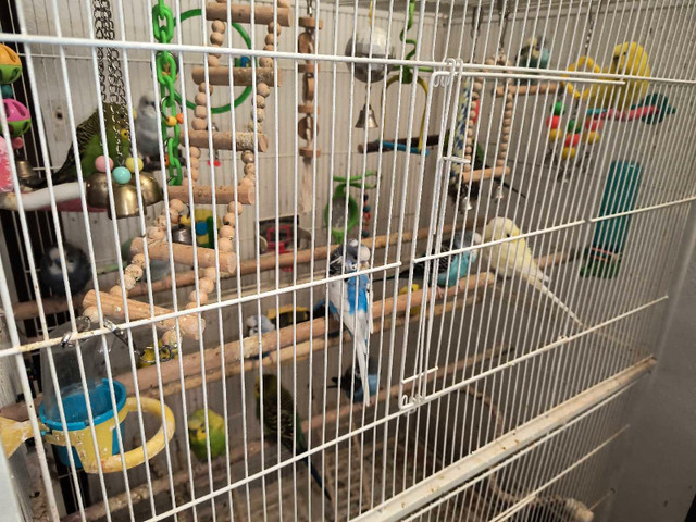 17 Budgies with Cage in Birds for Rehoming in Edmonton - Image 3