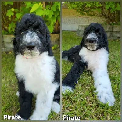 caniche royal, View more