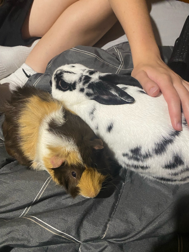 Bunny rabbit  in Small Animals for Rehoming in Hamilton